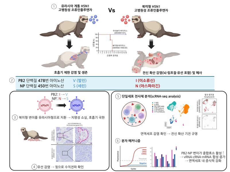 [그림] 북미형 H5N1 고병원성 조류인플루엔자 바이러스의 포유류 적응성과 전신 확산 기전 규명 