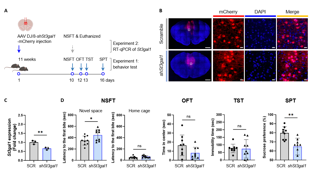 Figure 3. Induction of depression-like behaviors by reduced St3gal1 expression in the mPFC