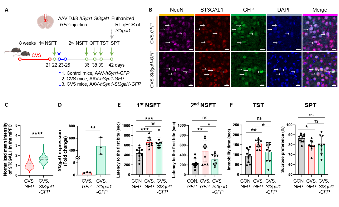 Figure 4. Alleviation of depression-like behaviors by restoring St3gal1 expression in the mPFC