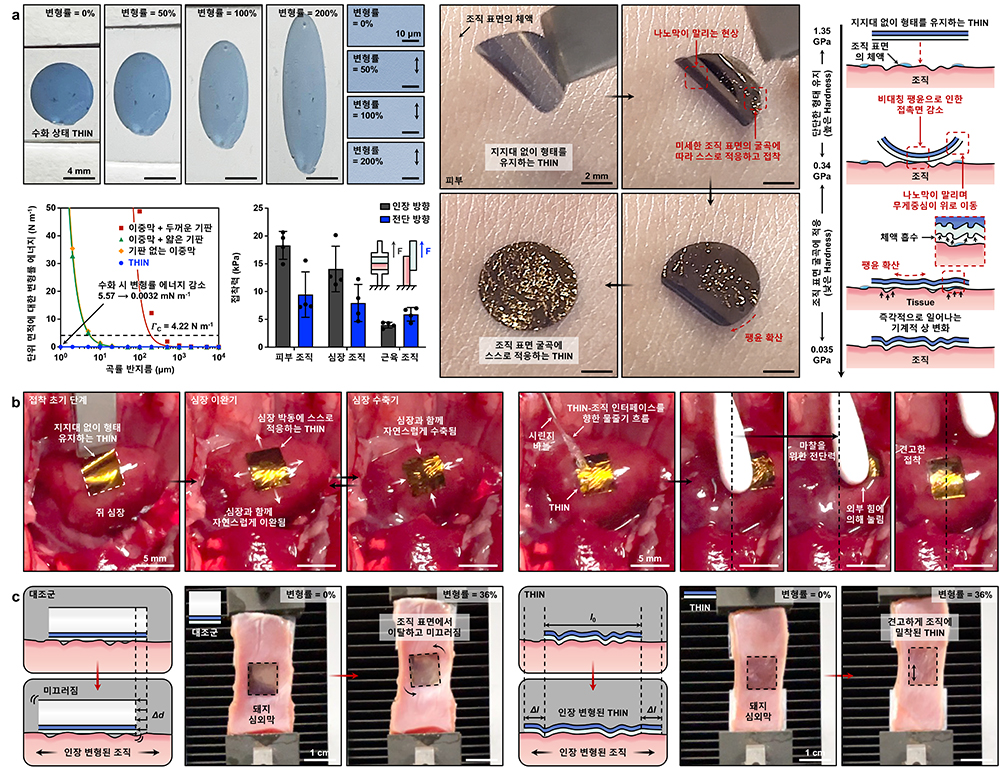 [그림2] 조직에 완전히 밀착하고 견고히 접착되는 THIN의 변형 가능 원리 및 특성 