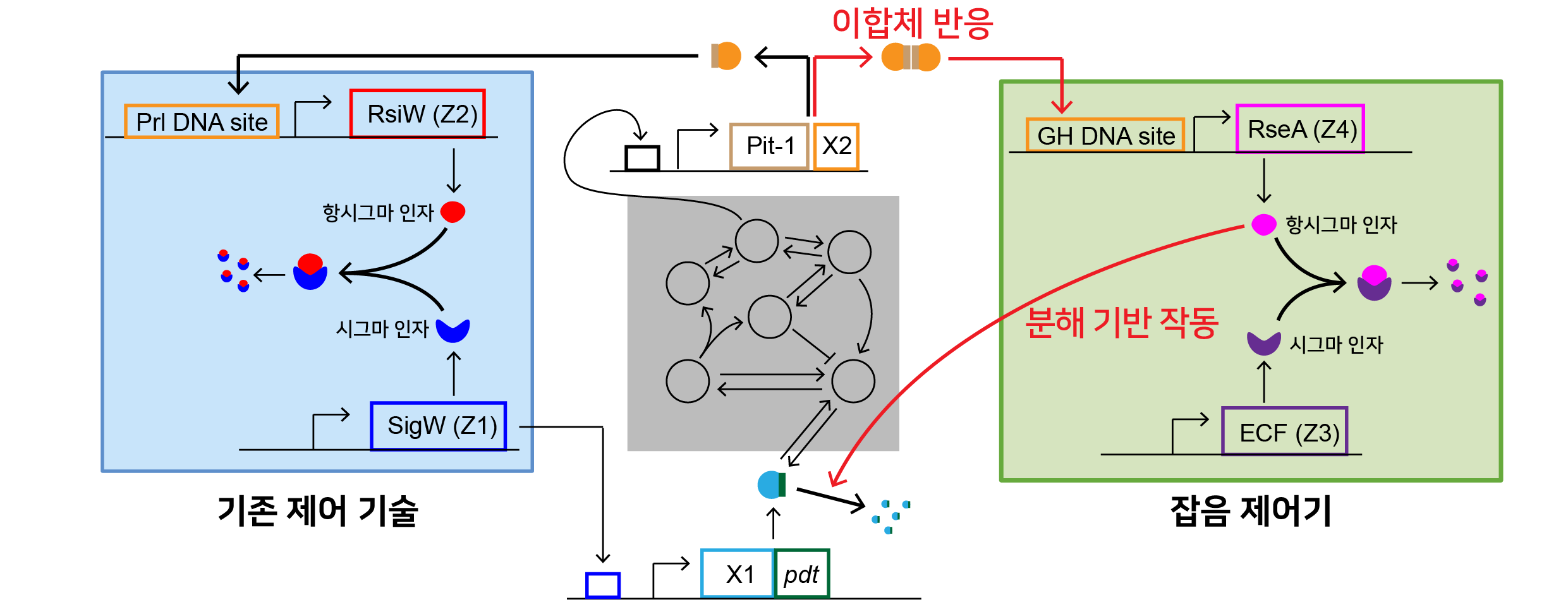 [그림 3] 잡음 제어기(NC)의 실제 생물학적 회로 구조