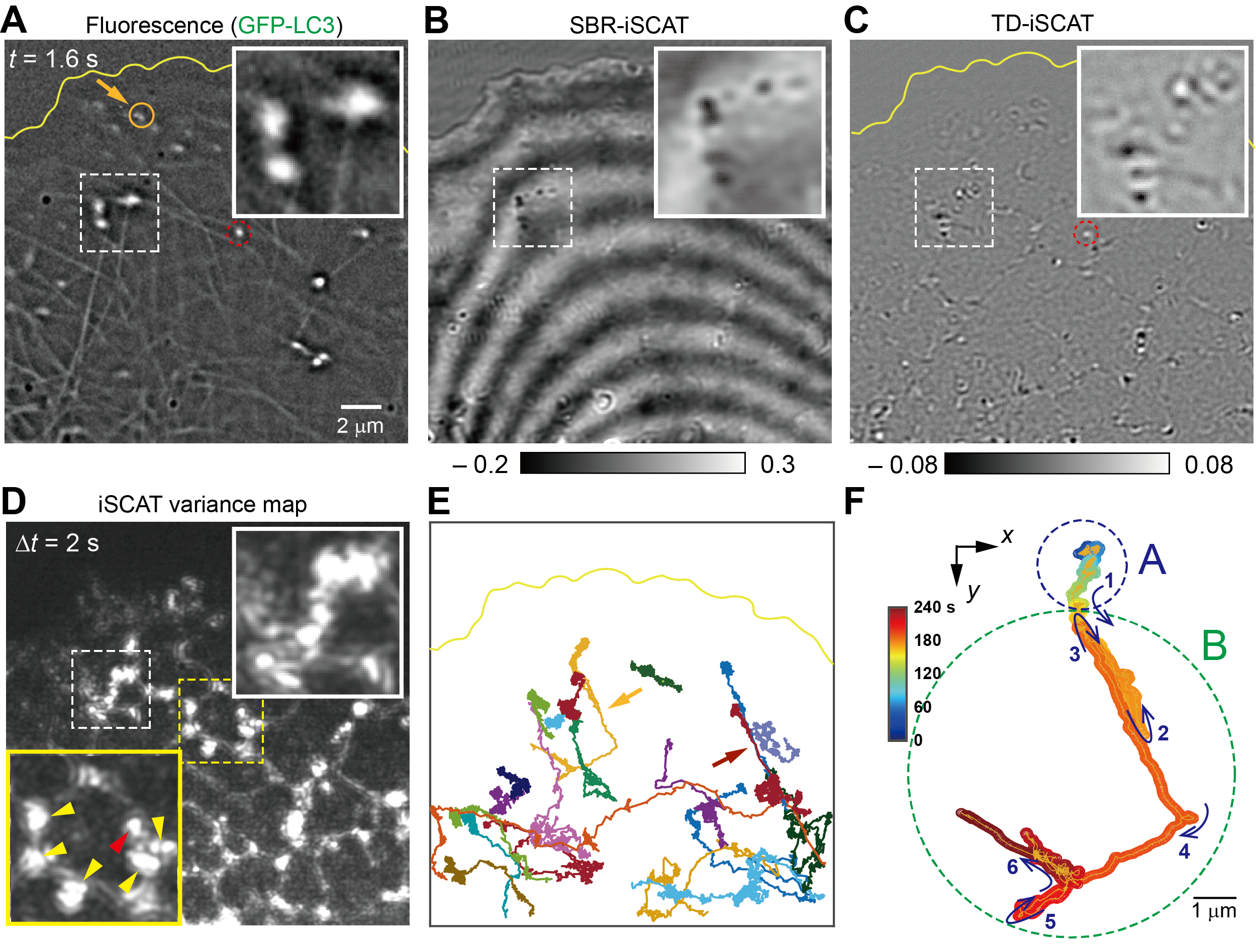 生細胞内でのオルガネラ受け渡しの瞬間を可視化(Capturing the Moment of Organelle Handoff Inside Living Cells)