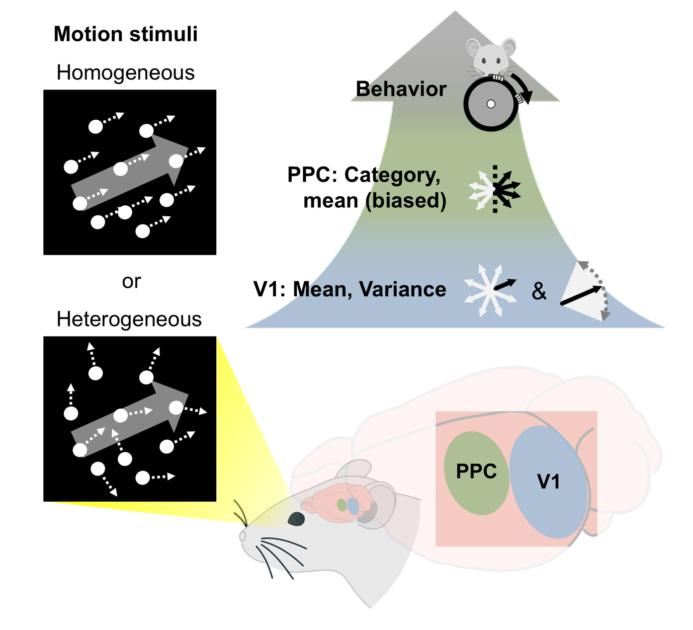 視覚シーンの「要旨」把握は予想より早期に始まることを解明（The Brain’s Ability to Grasp the “Gist” of a Visual Scene Begins Earlier Than Expected）