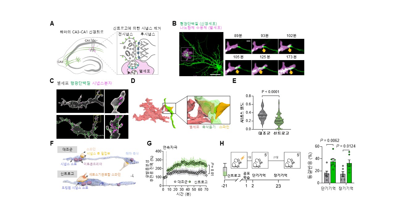 [그림1] 신트로고에 의한 시냅스 제거 및 잔존 시냅스의 구조적, 기능적 강화