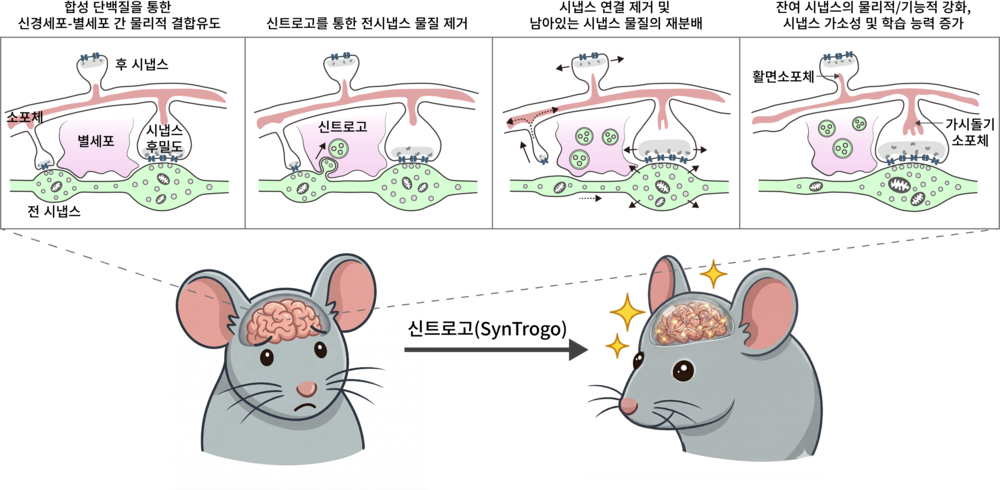 [그림2] 신트로고 기술 모식도 (4컷 만화)