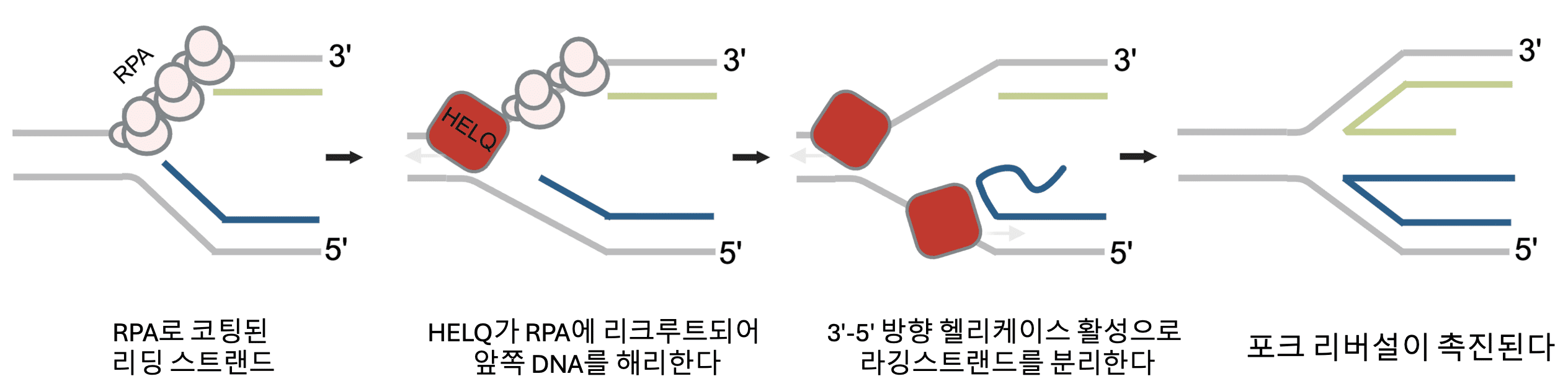 [그림 2] HELQ 기능을 설명하는 모식도