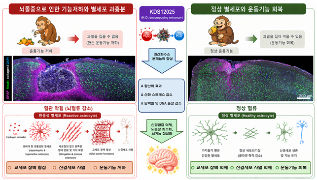 [그림2] 허혈성 뇌졸중에서 별세포의 1형 콜라겐 생성 및 신경세포 사멸 모식도
