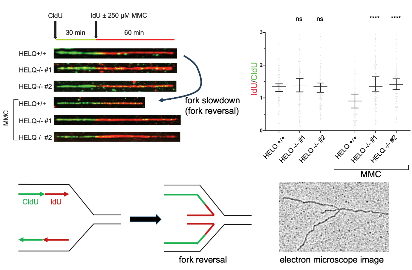 Figure 1. HELQ promotes fork slowdown (fork reversal) after treatment with a crosslinking agent