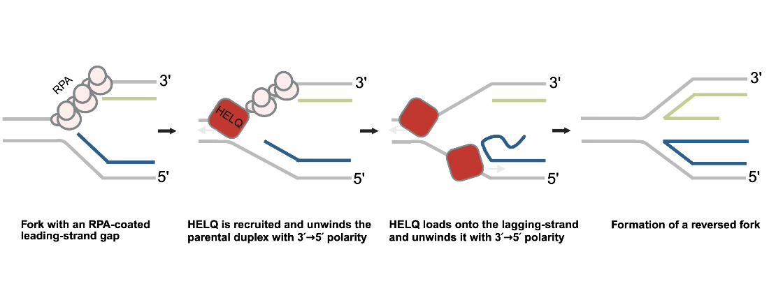 Figure 2. Working model of HELQ function