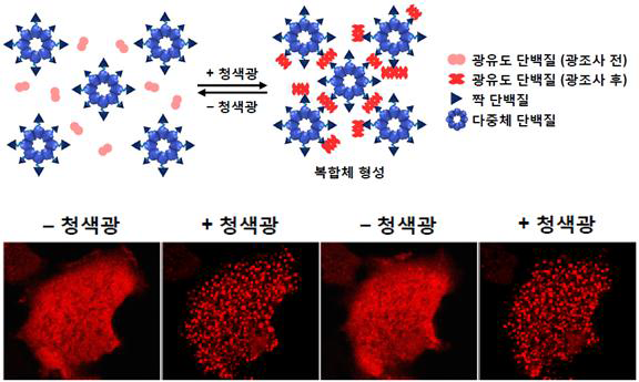광유도 분자올가미 기술