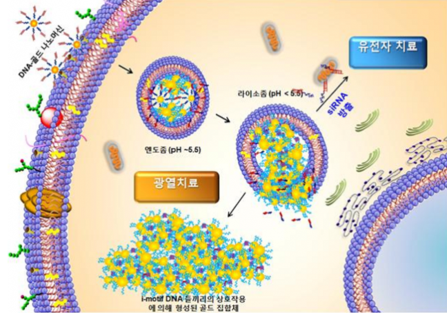 i-motif DNA-골드 나노머신의 세포내부로 유입 후 작용 기작