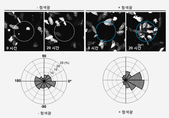 광활성 섬유아세포성장인자수용체를 이용한 세포 이동 조절