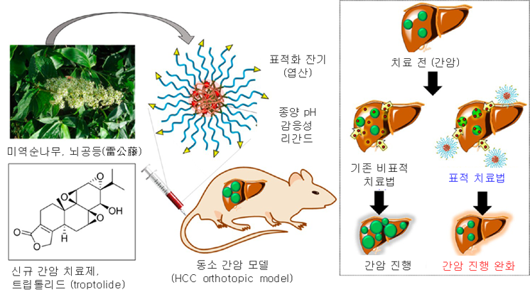 신규 간암치료제(트립톨리드)가 담지된 나노 전달체 및 간암 치료 기작