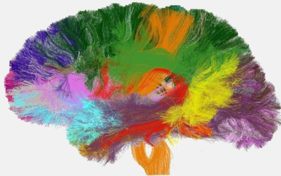 백질 신경섬유 다발의 구조를 렌더링한 이미지. 유럽과 미국을 중심으로 인간의 뇌를 세세하게 분석하여 '지도'를 만들려는 움직임이 활발하다. 뇌 과학은 경쟁이 치열하여 제 2의 우주개발 경쟁이라고 불리기도 할 정도다.ⓒCONNECT
