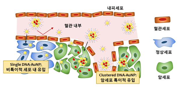 군집화된 DNA가 접합된 금 나노입자의 암세포 특이적 유입.