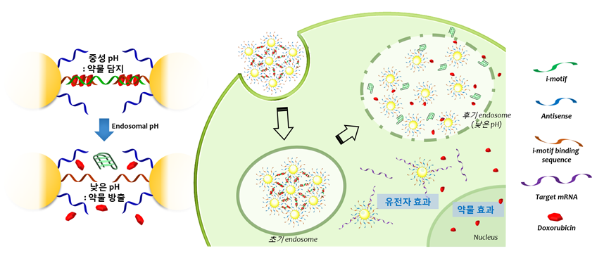 DNA-금 나노입자의 세포내부로 유입 후 작용 기작.