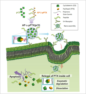 고분자화된 싸이클로덱스트린과 고분자화된 파클리탁셀 간의 주인-손님 상호작용으로 형성된 나노조립체는 암세포에 선택적으로 유입된 뒤, 산성 상태에서 분리되면서 약물이 방출돼 효율적으로 암세포를 사멸시킨다.