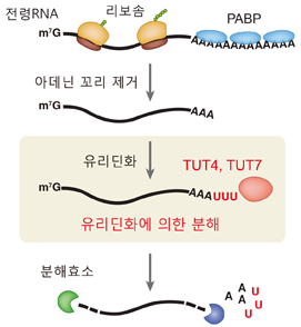 전령RNA의 새로운 분해 메커니즘.