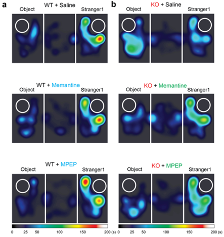 정상 생쥐(WT)는 물체(object)보다 낯선 생쥐(stranger1)에 더 많은 관심을 보인다(위 그림에서 빨간색 쪽으로 갈수록 머무른 시간이 긴 것이다.) 
b. IRSp53가 결손된 생쥐(KO)는 사회성이 결여되어 낯선 생쥐에 관심이 없으나, NMDA 수용체의 기능을 약화시키는 약물들(Memantine, MPEP)을 투여하면 사회성이 개선되어 정상 생쥐와 비슷하게 낯선 생쥐를 탐색하는 것을 볼 수 있다.