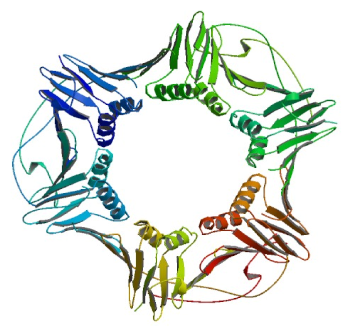 PCNA (Proliferating Cell Nuclear Antigen) 단백질 3차 구조 (source: Protein Data Bank). ⓒIBS