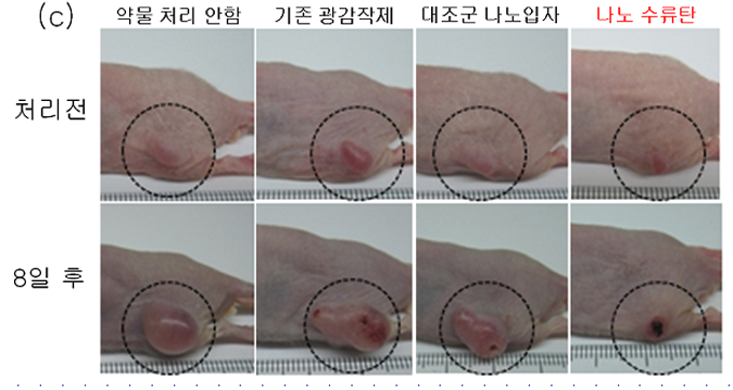 나노수류탄을 주입한 생쥐의 종양이 현저히 줄어든 것을 확인할 수 있다. © IBS
