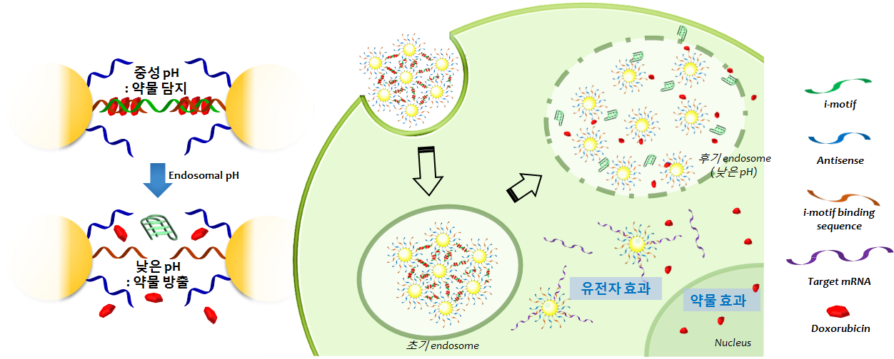 엔도좀의 산성환경 내에서 자기조립된 나노머신은 간섭RNA로 세포치료를, 금 나노입자로 광열치료를 돕는다. ©IBS