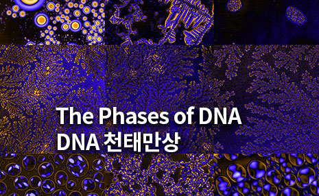 The 4rd Art in Science_DNA 천태만상 (The Phases of DNA)