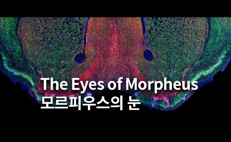 The 4rd Art in Science_모르피우스의 눈(The Eyes of Morpheus)