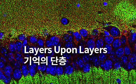 The 4rd Art in Science_기억의 단층(Layers Upon Layers)