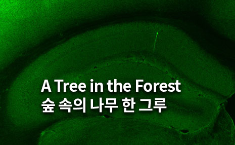 The 4rd Art in Science_숲 속의 나무 한 그루(A Tree in the Forest)