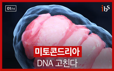 미토콘드리아DNA 고친다