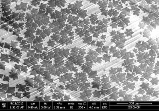 그래핀(graphene)은 탄소 원자가 육각형의 벌집 모양을 이루는 2차원 평면 구조다. 매우 얇아 투명하면서도 전기와 열 전도도가 우수해 차세대 신소재로 각광받고 있다. 위 이미지는 그래핀 합성에 널리 쓰이는 화학기상증착법(Chemical vapor deposition; CVD)을 사용하여 구리 박(薄)위에 그래핀을 합성한 것이다. 육각형의 격자로 형성되는 그래핀의 결정학적 특성상 그래핀은 육각형 혹은 육각별과 같은 특정 모양으로 성장한다. 이미지에 주로 보이는 낙엽은 그래핀이고 배경은 구리 박이다. 주사 전자현미경(Scanning electron microscope; SEM)*을 이용해 촬영한 위 이미지가 마치 눈 위에 떨어진 낙엽처럼 보인다.