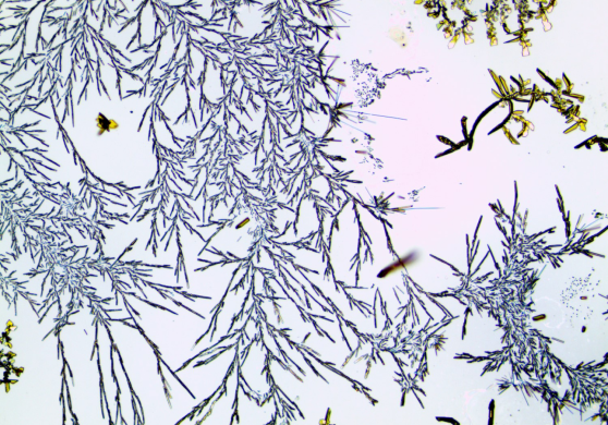 차가운 겨울을 이겨낸 소나무 잎이 다시 찾아온 따스한 봄 햇살에 날아온 봄꽃과 다시 만나는 장면을 표현 하였습니다. 왼 편의 소나무 잎과 차가운 하늘 색상이 겨울의 소나무 잎을 나타낸 것이며 노란색 꽃과 새하얀 색상이 초봄의 풍경을 나타낸 것입니다. 이 노란색 꽃이 마치 바람에 날아 오듯 섞여 들어가는 장면이 힘든 겨울을 이겨낸 소나무가 다시 찾아온 따뜻한 봄과 조우하는 모습이라 여기고 나타내었습니다. 이 장면은 대학원 박사과정 초반에 실험이 계속 안되서 힘들었던 시기에 어느 날 유기 반도체를 합성하다가 우연히 얻었던 현미경 사진입니다. 당시 목표는 깔끔한 필름을 만드는 거였지만 유기 층의 결합 이방성에 의해서 와이어 형태로 자란 걸 확인해서, 사실 당시엔 이 사진을 보며 또 실험을 실패했다는 좌절이 먼저 들었습니다. 그러다 사진이 너무 아름다워서 촬영을 해놓고 데이터 파일 속 깊이 저장해놓고 있었습니다. 그 후로 2년이 지났고, 지금은 원하던 연구 결과를 얻고 논문을 작성한 뒤 후속 데이터도 빨리 나오기 시작해서 다음 논문을 준비 중인, 참 행복한 나날을 보내고 있습니다. 그러다 우연히 이 사진을 다시 보니 참 그땐 정말 힘들었고 아무런 희망도 보이지 않아서 포기하고 싶었는데, 세월이 흐르니 저도 봄을 맞아서 이런 나날을 누리고 있었구나 하는 걸 깨닫고, 이 사진을 힘들게 자신의 삶을 이겨가고 있는 많은 사람들에게 보여드리고 싶어서 공모하게 되었습니다. 특이한 점은 이 소나무 잎들은 끊겨 있지 않고 모두 하나로 이어져 있습니다. 잎들 마다 다 자기의 개성을 자랑하지만 끊어질 듯 하면서도 모두가 연결되어서 하나의 큰 꽃처럼 보여주고 있습니다. 사진을 처음 봤을 땐 노란색 봄 꽃 모양이 바로 눈에 띄지만 계속 들여다 보면 저 거대한 소나무 잎들이 모여서 강인한 아름다움을 표출하고 있습니다. 생각해보면 이러한 계절의 변화는 우리의 지금 삶과 닮아 있습니다. 코로나로 지금까지 소중하다 생각하지 못했던, 예를 들어 맑은 공기를 마음껏 마시던 나날들과 힘들 땐 여행 다니며 새로운 세상을 구경하던 그런 나날이 어느 순간 1년 이상 사라졌습니다. 하지만 반드시 겨울이 지나면 봄이 오듯이 이 힘든 코로나 시대도 우리 모두가 하나되어서 이겨 나가면 언젠간 다시 그립던 봄의 일상으로 돌아갈 수 있을 거란 희망을 이 사진을 통해 전할 수 있기를 바랍니다.