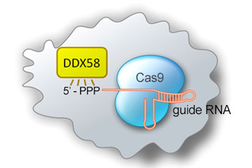 Modification of CRISPR guide RNA structure prevents immune response in target cells
