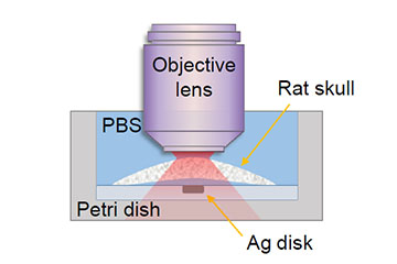 Light is Enough to Peer Through a Mouse Skull