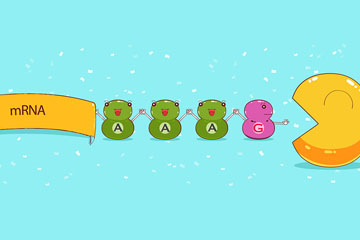 The Tale of mRNA Mixed Tail