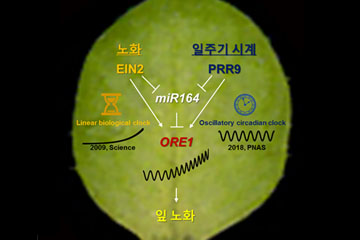 식물의 낮과 밤 인지하는 일주기 시계, 잎의 노화 조절한다