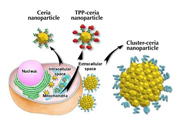 New Ceria Nanoparticles Attack Parkinson’s Disease from Three Fronts