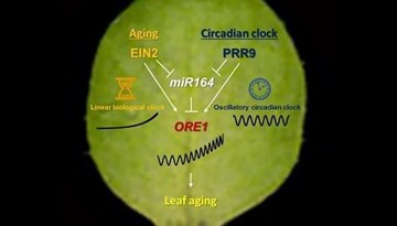 A Conversation between Plants’ Daily and Aging Clocks