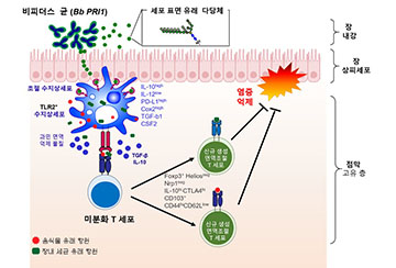 미생물 신약 후보로 떠오른 프로바이오틱스