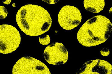 Trying to Understand Cells