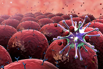 Regulating the Immune System
