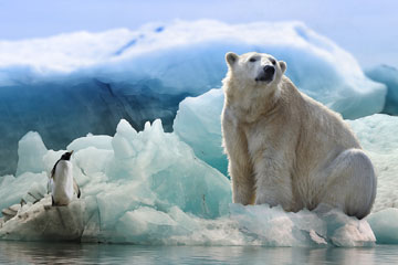 Local Drivers of Amplified Arctic Warming