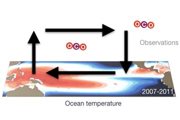 Natural Climate Processes Overshadow Recent Human-induced Walker Circulation Trends