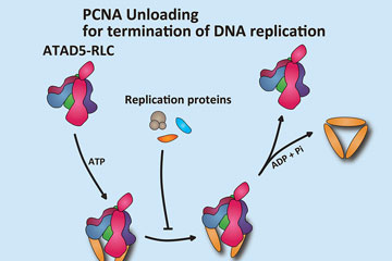 An effective sweeper closes DNA replication cycling