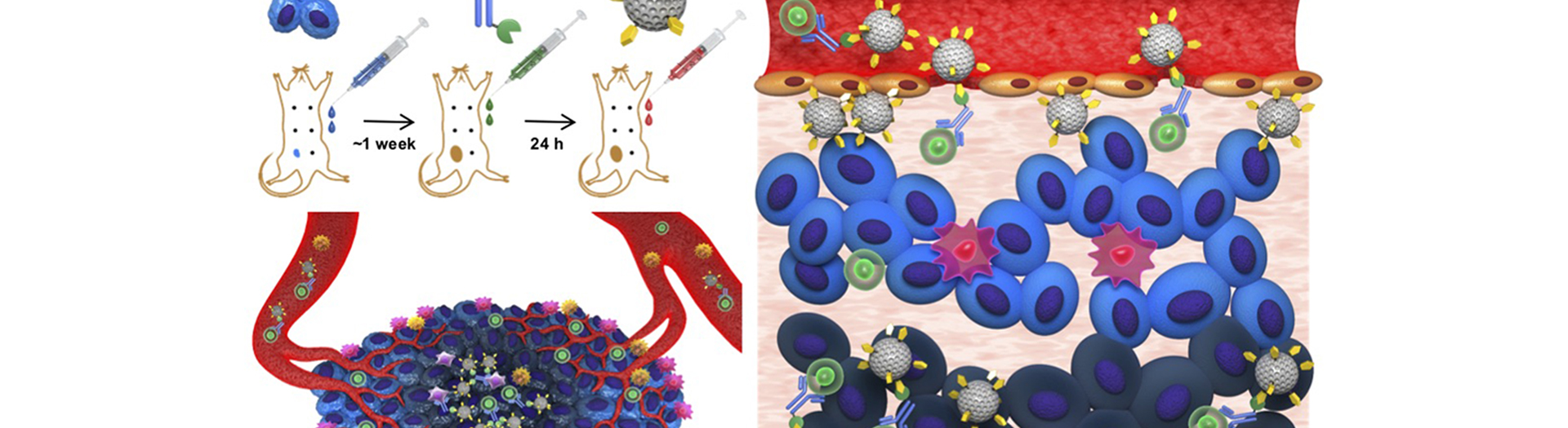 Nanoparticles “click” immune cells to make a deeper penetration into tumors