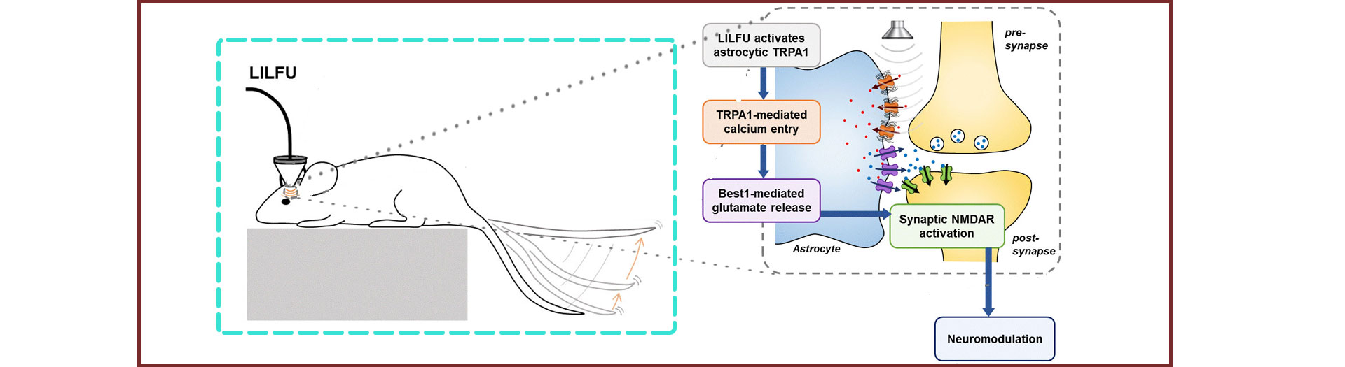 How can ultrasonic brain stimulation cure brain diseases?