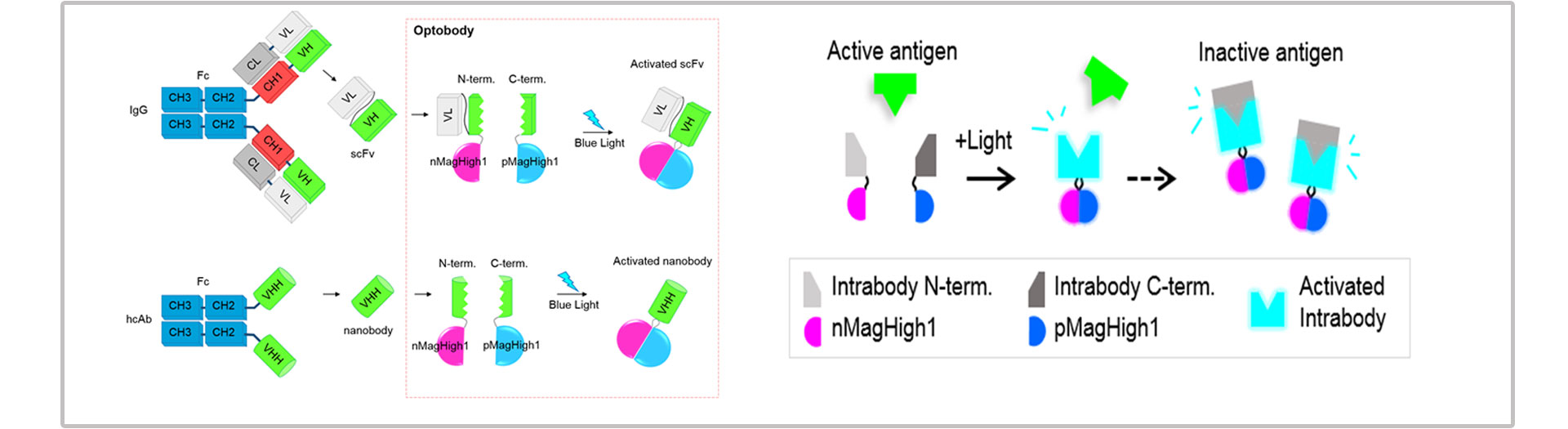 How to enable light to switch on and off therapeutic antibodies