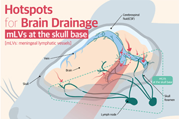 Newly identified meningeal lymphatic vessels answers the key questions about brain clearance
