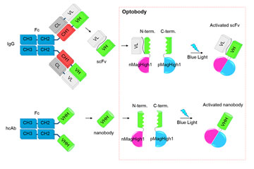 How to enable light to switch on and off therapeutic antibodies